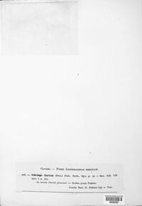 Anthracoidea caricetorum image